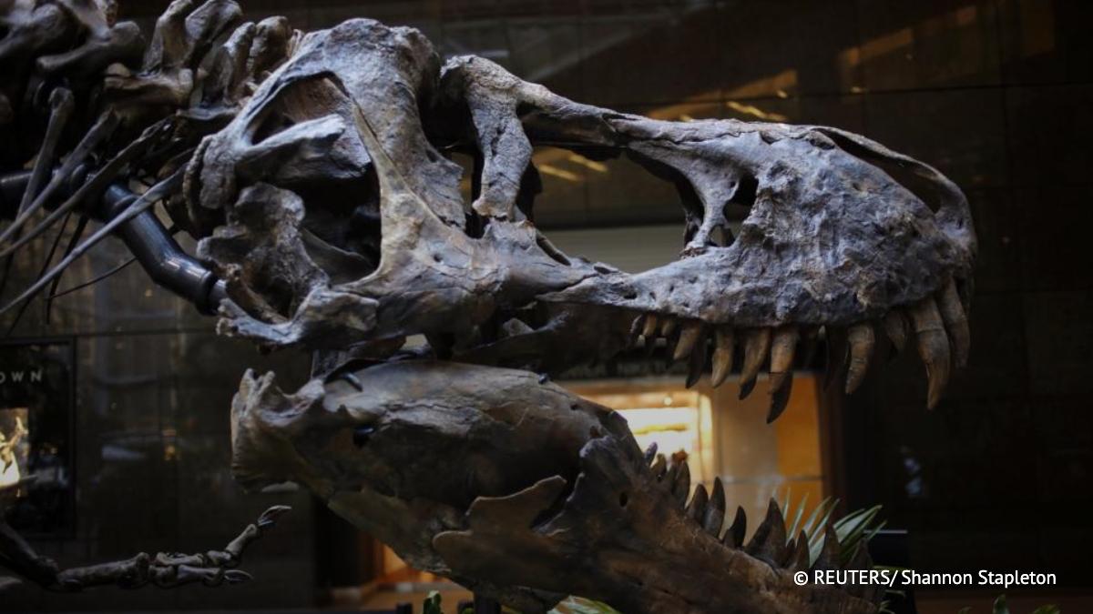 Палеонтологи доказали существование нанотираннозавров сообщила пресс служба NCSU Новый анализ показал что возраст останков одной из самых спорных окаменелостей рептилии в истории составлял как минимум 20 лет на момент ее смерти   Подпишись на ТАСС Наука