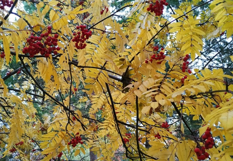 В Кузбассе ввели административную ответственность за повреждение зелёных насаждений Депутаты Парламента Кузбасса внесли изменения в региональный закон Об административных правонарушениях в Кемеровской области Теперь в регионе установлена административная ответственность за повреждение зелёных насаждений и самовольную вырубку деревьев и кустарников в населенных пунктах Любая вырубка или повреждение зелёных насаждений разрешены только при наличии специального разрешения Его выдаёт уполномоченный орган местного самоуправления За самовольное повреждение зелёных насаждений а также вырубку деревьев и кустарников предусмотрены штрафы К примеру штраф за повреждение зеленых насаждений для граждан 1 000 рублей для должностных лиц 5 000 рублей для юридических лиц 15 000 рублей   kuzzbas ru news authority 77470 html