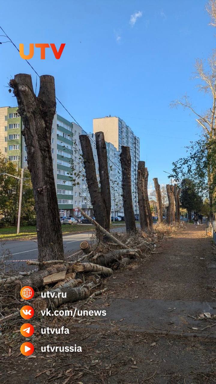 «Теперь торчат пни»: жители возмущены массовой подрезкой тополей в уфимской Черниковке    Уфимцы пожаловались на спил деревьев возле больницы № 8 в Уфе. Местные жители рассказали, что у тополей, растущих вдоль дороги, убрали ветви и значительно укоротили ствол. Теперь внешний вид деревьев, по их мнению, выглядит удручающе.    «Около больницы № 8 варварски обрезали тополя. Прямо перед ее окнами теперь торчат такие пни», - возмутились уфимцы.     Как сообщили UTV в администрации Орджоникидзевского района, подрезка тополей - санитарная мера. Причем, по данным чиновников, на проведение этих работ сотрудники получили разрешение от Управления коммунального хозяйства Уфы. Сама же процедура затронула 15 деревьев.