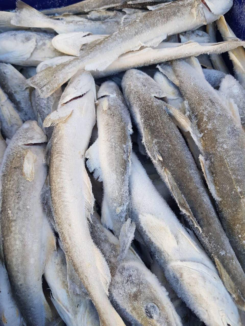 Свежую навагу минтай и треску можно купить сегодня в Южно Сахалинске Где приобрести недорогую рыбу сообщили в мэрии Навага по цене 100 руб кг м н Море рыбы пр Коммунистический 19 м н Море рыбы пр Мира 280В ТЦ Рай м н Море рыбы пр Мира 229 5 Минтай по цене 92 руб кг п р Луговое ул Дружбы 56 Минтай по цене 92 руб кг Треска по цене 127 руб кг ул Пограничная 26 около ТЦ Янтарь   Подписаться на нас Telegram I MAX Прислать нам новость Sakhonlinebot