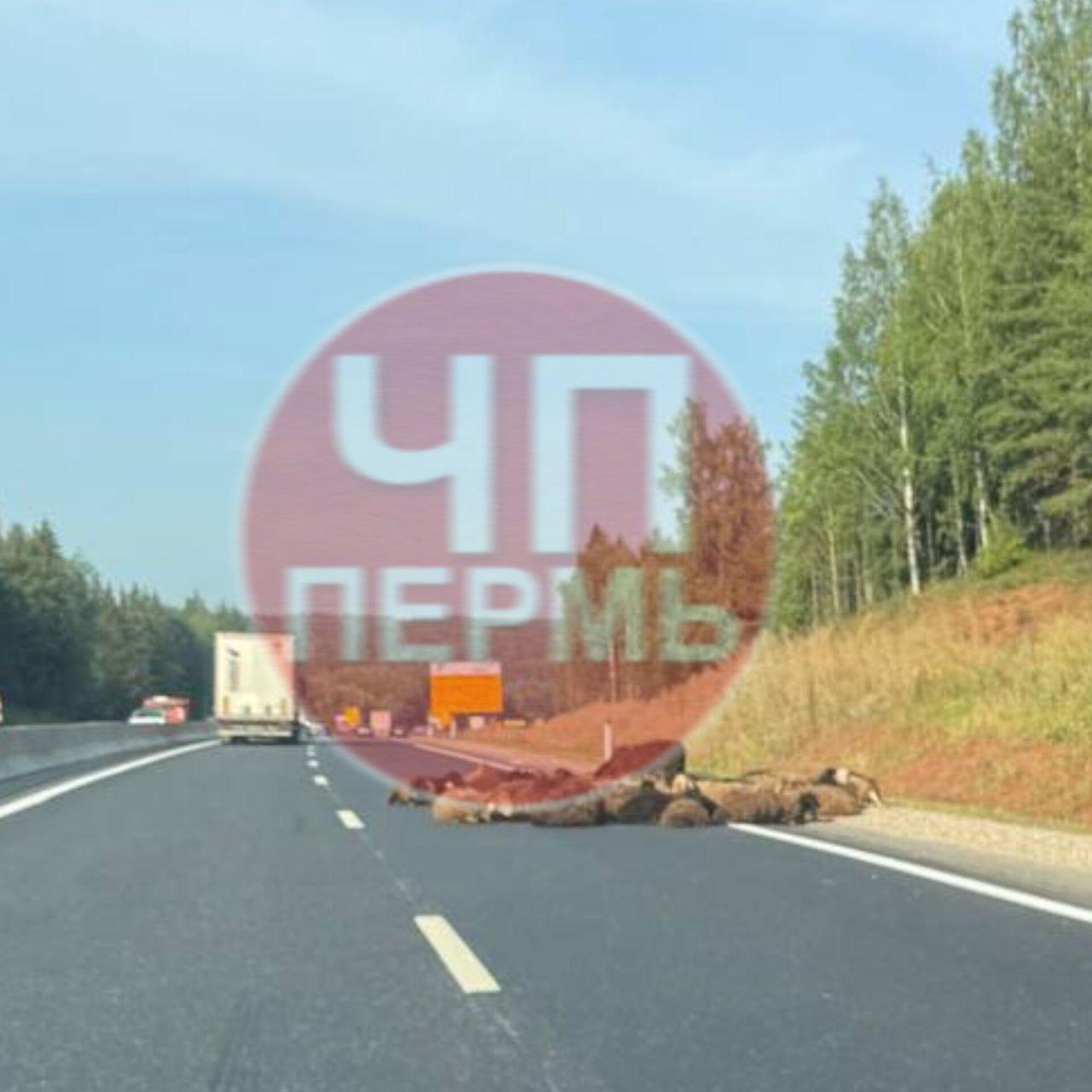На трассе Пермь — Казань заметили спящих баранов  Кажется, не лучшее место для сна...   : ЧП Пермь    Дарим билеты в театр и не только