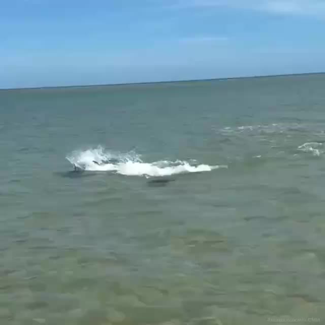 Скат выпрыгивает из воды в Австралии, спасаясь от акулы-молота