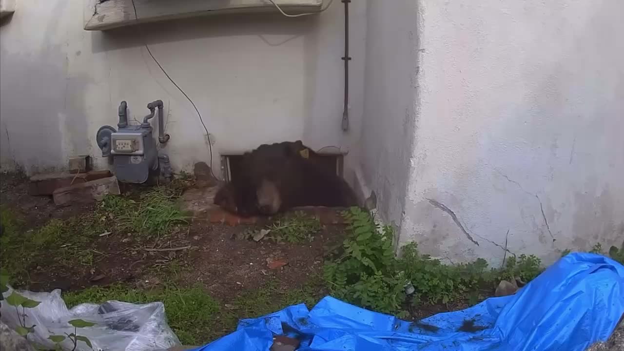 Кен Джонсон самостоятельно выгнал медведя из подвала после 37 дней ожидания