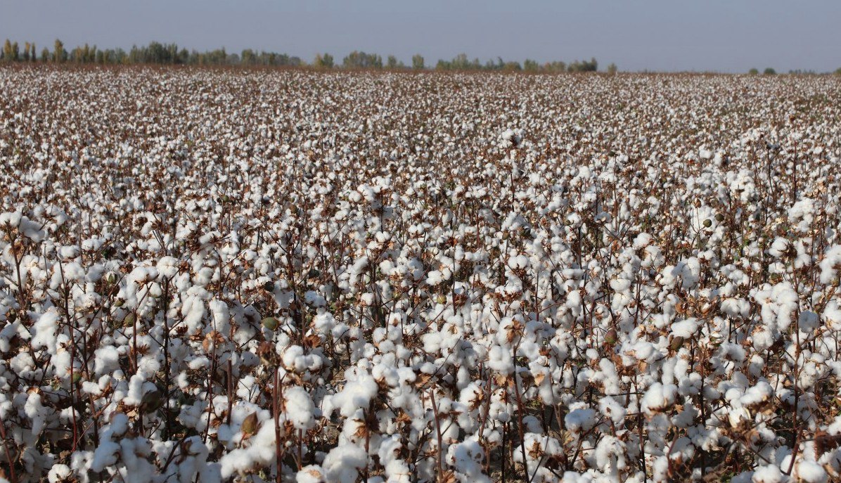 В Узбекистане усилили контроль за экспортом целлюлозы и хлопковой продукции из за риска попадания под санкции   repost uz uje est nekotorie v spiske Подписывайтесь на Repost