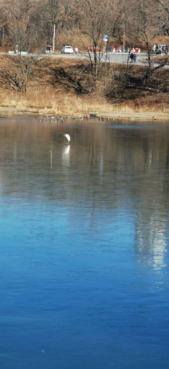 Цапля замерзает в парке Минного городка    В новых медиа неравнодушные жители города бьют тревогу. По их словам, птица не может взлететь, вероятно, повреждены крылья. С наступлением холодов есть риск, что цапля погибнет, так и не получив помощи.