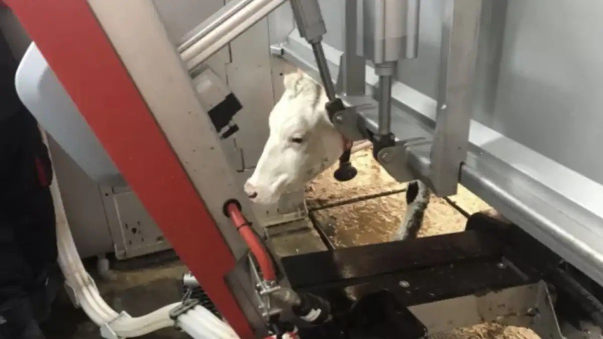 В Минсельхозе Башкортостана подсчитали что в молочном животноводстве региона используется 37 роботизированных систем Благодаря национальному проекту Технологическое обеспечение продовольственной безопасности особое внимание уделяется развитию технологий и цифровизации агропромышленного комплекса Подробнее читайте