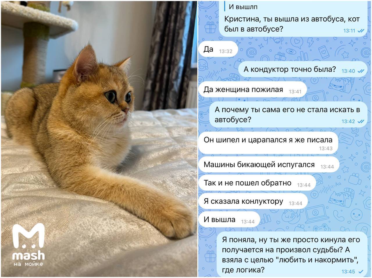 Главную потеряшку декабря, кота Марти, нашли спустя неделю поисков.  Котейку выкрала из парадной девушка, которая в последствии оставила его в автобусе. После того, как кондуктор начала ругаться, что в салоне животное, его пожалела хореограф Анна и приютила у себя.  Женщина не пользуется интернетом, но её ученица случайно увидела объявление и опознала питомца. Кота было решено вернуть, от вознаграждения женщина отказалась.