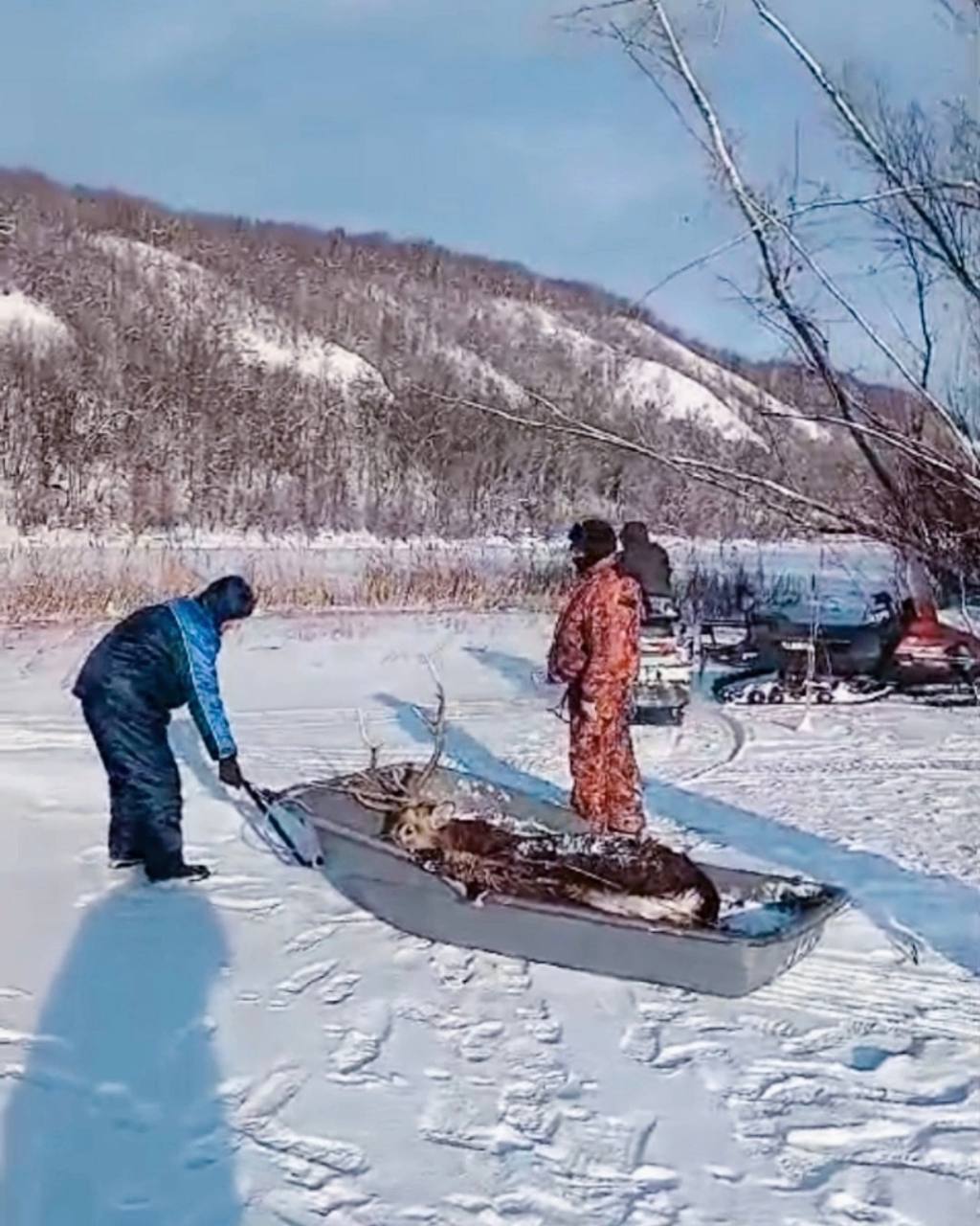 ‍ Новогоднее чудо произошло в нацпарке "Самарская Лука": госинспекторы спасли из протоки тонущего пятнистого оленя.  Во время патрулирования территории Сосново-Солонецкого лесничества инспекторы обнаружили в протоке самца пятнистого оленя, изо всех сил пытавшегося выбраться на сушу. Животное было сильно обессилено и напугано.  Общими усилиями удалось вытащить оленя из воды, уложить его в сани и перевезти в безопасное место. Спасенного осмотрели, убедились, что здоров, не получил серьезных травм и отпустили в естественную среду обитания.  Пятнистых оленей на границе территории национального парка "Самарская Лука" впервые зафиксировали в прошлом году. Повторная встреча с животным пока не позволяет утверждать, что здесь образовалась устойчивая популяция или вид обрел постоянное место обитания.