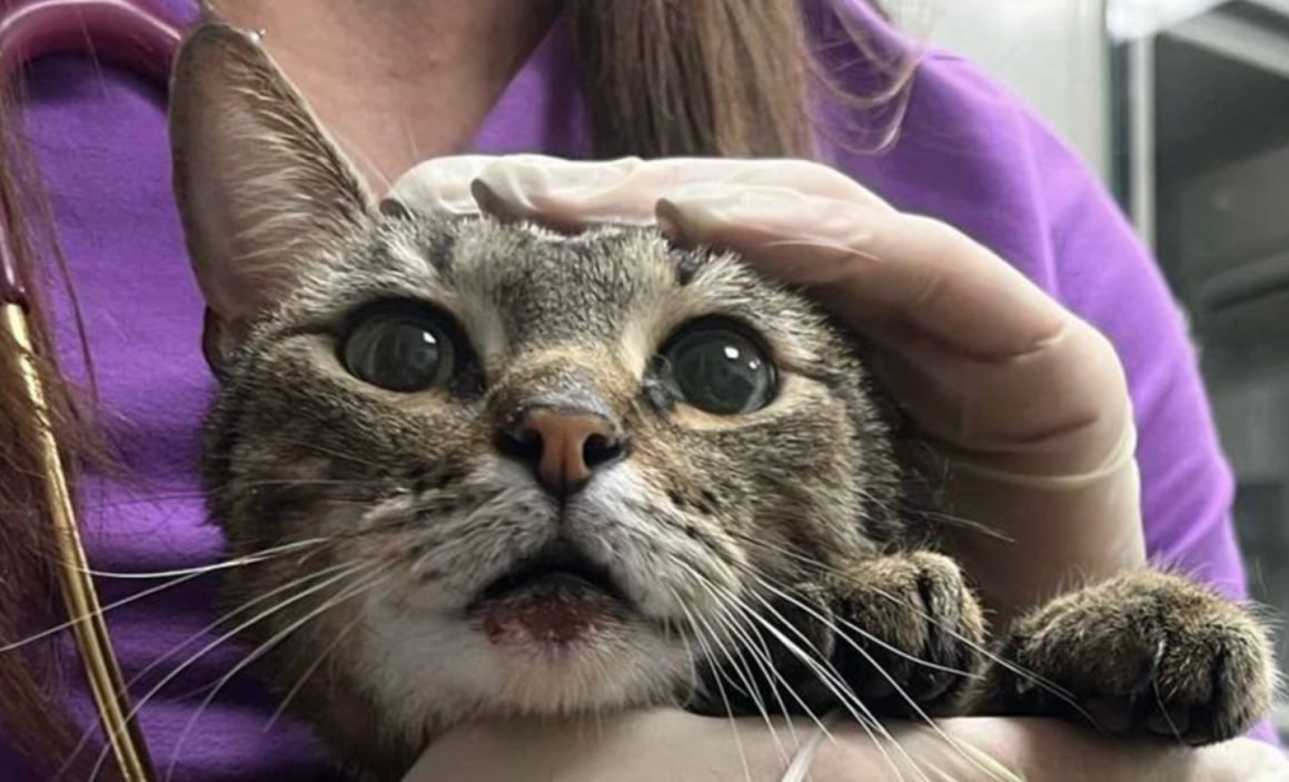 Блогера и стрит арт художника Ивана Лебедева под псевдонимом Namer приговорили к 1 5 года колонии общего режима за то что он выбросил своего кота с четвертого этажа сообщает РИА Новости со ссылкой на судебные документы Его признали виновным в жестоком обращении с животным в целях причинения ему боли и страданий из хулиганских побуждений повлекшем его увечье с публичной демонстрацией в информационно телекоммуникационных сетях пункт г части 2 статьи 245 Уголовного кодекса Фото moscowproc Telegram Читать РБК в Telegram