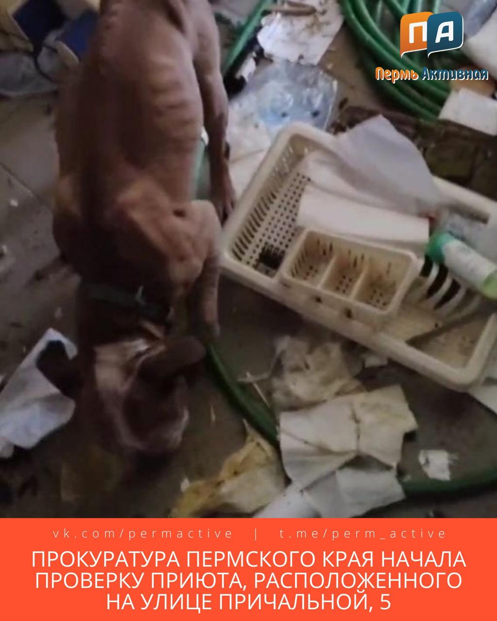 Прокуратура Пермского края начала проверку приюта Станция скорой помощи для животных Антидогхантер расположенного на улице Причальной 5 Поводом стали сообщения волонтёров которые обнаружили на территории открытые ворота заснеженные вольеры трупы собак и животных в состоянии крайнего истощения Часть выживших питомцев волонтёрам удалось срочно вывезти в другие городские приюты и ветеринарные клиники На место также вызывали полицию Основатель приюта с обвинениями не согласился Он заявил что произошедшее провокация и попытка рейдерского захвата со стороны другого зоозащитного фонда По его версии погибшие животные стали жертвами вспышки энтерита Заявления в полицию подали обе стороны Сейчас проводится процессуальная проверка Подпишитесь на нас в ТГ MAX ВК Прислать материал