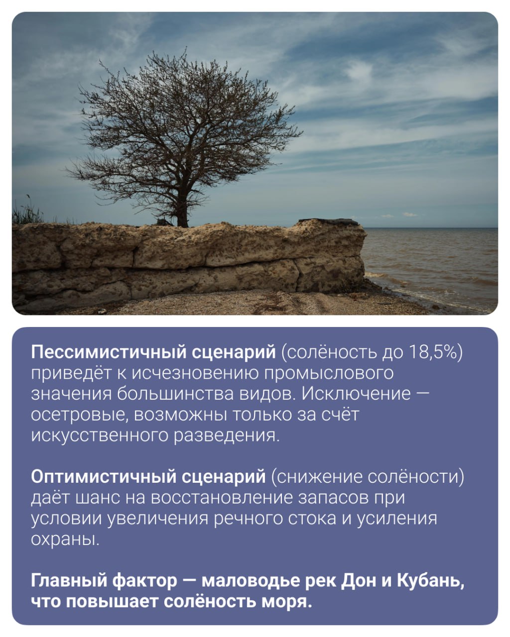 Запасы тарани, судака, леща, черноморо-азовской сельди и азовских осетровых в Азовском море сейчас находятся на самом низком уровне «за всю историю рыбохозяйственных исследований». Причина в повышении солености воды в Азовском море, вызванном в том числе снижением воды из Дона и Кубани. Два кандидата биологических наук Арсен Мирзоян и Валерий Лужняк представили прогноз по изменению количества рыбы в море. Напиши нам