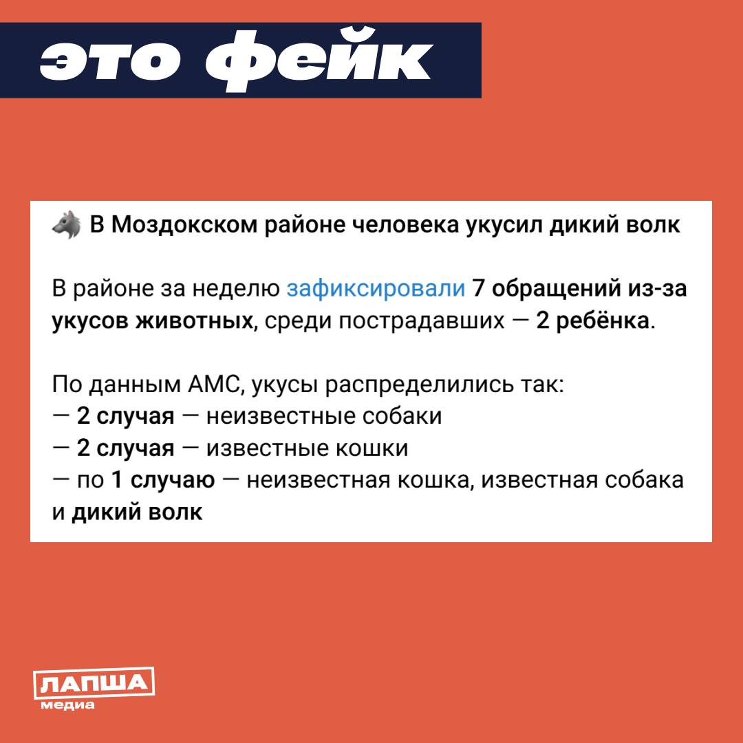 Волк якобы напал на жителя Северной Осетии В соцсетях пугают что в Моздокском районе республики мужчина серьезно пострадал из за лап дикого животного Никакого нападения не было Территориальный отдел Роспотребнадзора по Республике Северная Осетия Алания опроверг распространившиеся сообщения Установлено что инцидент произошел в результате получения охотником травмы при разделке туши дикого волка После происшествия мужчина самостоятельно обратился за медицинской помощью и проходит курс профилактической вакцинации от бешенства Её назначают не только при укусах но и при контакте с диким животным вирус может проникнуть через микротрещины на коже Подобные новости могут вызвать необоснованную панику Лапша Медиа уже опровергала фейк с медведем который якобы забрел на улицы города Химки а оказался искусным дипфейком Подпишитесь на Лапша Медиа Больше эксклюзива в нашем МАХ