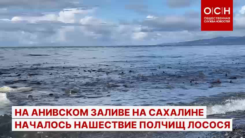 Необычное скопление лосося у берега Сахалина