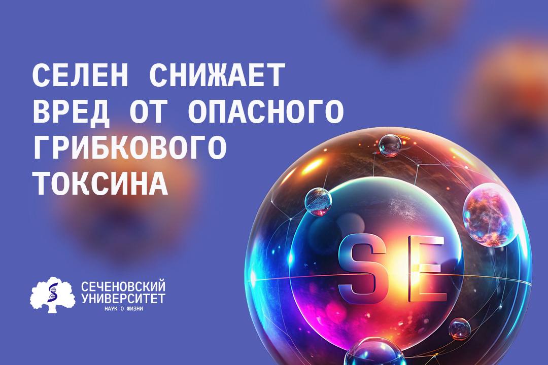В Сеченовском Университете выяснили, как селен снижает вред от опасного грибкового токсина   Исследователи Сеченовского Университета и их международные коллеги проанализировали лабораторные данные о взаимодействии селена и токсина Т-2, опасного грибкового метаболита в зерновых. Они определили механизмы, посредством которых дефицит селена усугубляет негативное влияние токсина на организм и хрящевую ткань.  Т-2 токсин – опасный микотоксин, выделяемый грибами Fusarium, заражающими зерновые при высокой влажности и температуре. Проникает в организм через пищу  хлеб, крупы  и кожу при контакте. Вызывает воспаление, нарушает работу клеток, усиливает окислительный стресс, разрушает хрящевую ткань и поражает печень, почки, сердце и нервную систему.   Результаты показали, что дефицит селена усугубляет разрушительное воздействие Т-2, усиливая окислительный стресс, воспаление, нарушение функции митохондрий и развитие ферроптоза. Достаточное поступление селена активирует антиоксидантные селенопротеины, снижает уровень воспалительных цитокинов, тормозит гибель хондроцитов и разрушение межклеточного матрикса.  «Имеющиеся литературные данные позволяют предположить, что нормализация обеспеченности организма селеном может являться одним из эффективных подходов к лечению не только болезни Кашина — Бека, но и других заболеваний, обусловленных воздействием микотоксина Т-2 и его метаболитов», — отметил доктор медицинских наук, главный научный сотрудник лаборатории молекулярной диетологии Алексей Тиньков, один из авторов работы.    Читайте подробнее в нашей статье на сайте.  #Сеченовский_Наука