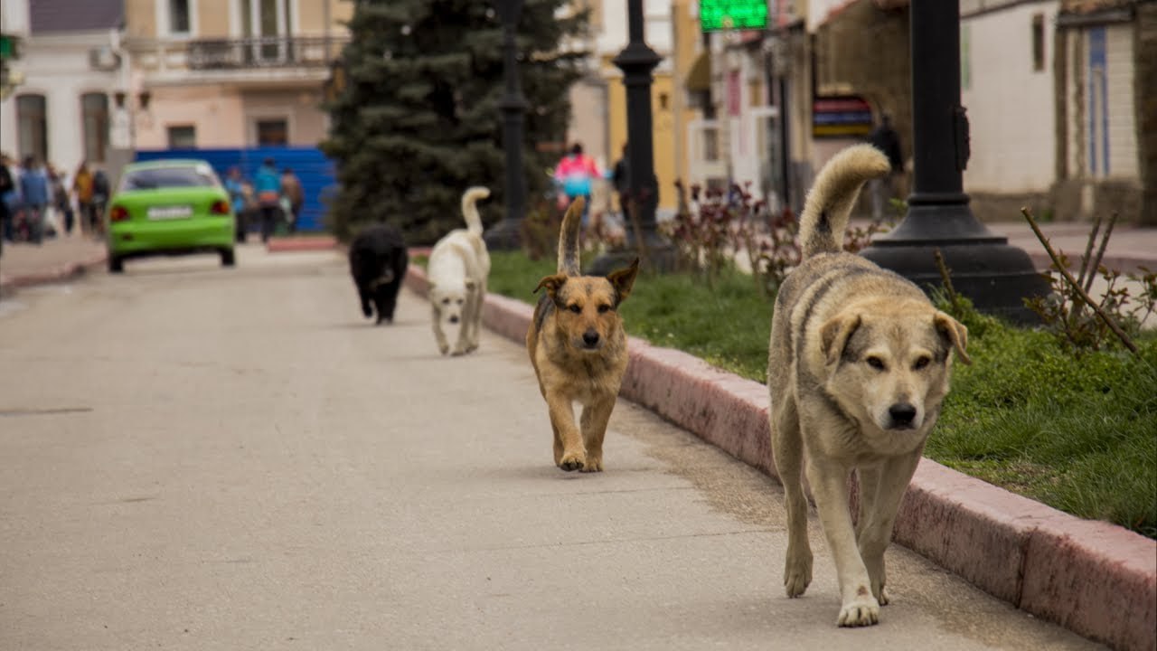 В Ростове хотят построить приют для 3000 животных, но денег на него пока нет. В микрорайоне Платовский в Ростове до конца 2025 года планируют построить новый приют для собак и кошек. Об этом рассказали в областном МинЖКХ. Там говорят, что проект готов, цена вопроса — уже 76 миллионов рублей. Только вот финансирование пока не нашли. Землю под приют выделили ещё в 2022 году — участок почти 5 гектаров возле улицы Теряева. Говорили, что начнут строить, но дальше разговоров дело так и не дошло. Похожую историю можно наблюдать и в Таганроге — там тоже хотят построить приют, но меньше, на 200 животных. Пока всё застряло на этапе согласований. И тоже — денег на стройку пока никто не пообещал. Подписаться Связь с редакцией