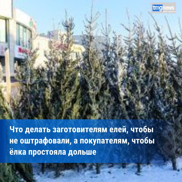 Россельхознадзор напоминает правила покупки новогодней елки  Главное украшение Нового года это елка С приближением новогодних праздников в регионах России начинается массовая продажа новогодних деревьев таких как ель сосна пихта Одни хвойники ввозятся из рубежных стран другие заготавливаются на территории нашей страны Однако важно помнить что вместе с елками могут перемещаться карантинные вредные организмы такие как усачи рода Monochamus переносчики опасного карантинного объекта сосновая стволовая нематода жуки короеды а также возбудители грибных болезней Для жителей Тувы основная масса новогодних деревьев заготавливается в местных лесничествах Также с целью реализации ввозятся ели пихты из соседнего региона Красноярского края где установлено много карантинных фитосанитарных зон по вредителям леса которые могут перемещаться и распространяться с хвойниками Управление Россельхознадзора по Республикам Хакасия и Тыва обращает внимание что при вывозе хвойных растений за пределы установленных карантинных фитосанитарных зон требуется оформление карантинного сертификата Заготовители перевозчики и продавцы елей должны помнить что в случае их заготовки в карантинной фитосанитарной зоне и перемещения по территории Российской Федерации в сопровождении карантинного сертификата при доставке хвойников в место назначения необходимо в течение одного календарного дня сообщить об этом в Управление Россельхознадзора Населению при покупке новогодней ели или пихты необходимо тщательно осмотреть растение У здорового на стволе не должно быть отверстий и других характерных повреждений насекомыми Хвоя должна быть ярко зеленой слегка маслянистой гибкой и эластичной это признак свежести и здоровья дерева Край сруба должен быть чистым и ровным без черноватых пятен свидетельствующих о болезни или давнем срубе Ствол у ели должен быть прямым без трещин с отсутствием плесени и темных пятен на коре Наличие смолы хороший знак также демонстрирующий здоровье дерева При этом хвоя должна иметь насыщенный аромат Необходимо также помнить что весь новогодний природный материал включающий в себя рождественские деревья и срезанные ветки является продукцией высокого фитосанитарного риска которая подлежит обязательной проверке и сертификации и не может находиться в бесконтрольном обороте Для снижения рисков возможного распространения опасных вредных организмов важна и последующая правильная утилизация Оптимальный вариант сжигание или своевременный вывоз с последующей переработкой на соответствующих предприятиях Ответственность за вывоз подкарантинной продукции из карантинной фитосанитарной зоны без карантинного сертификата предусмотрена статьей 10 2 КоАП РФ Нарушение порядка ввоза и вывоза подкарантинной продукции подкарантинного материала подкарантинного груза По информации Управления Россельхознадзора по республикам Хакасия и Тыва Фото Управления Россельхознадзора по Республикам Хакасия и Тыва