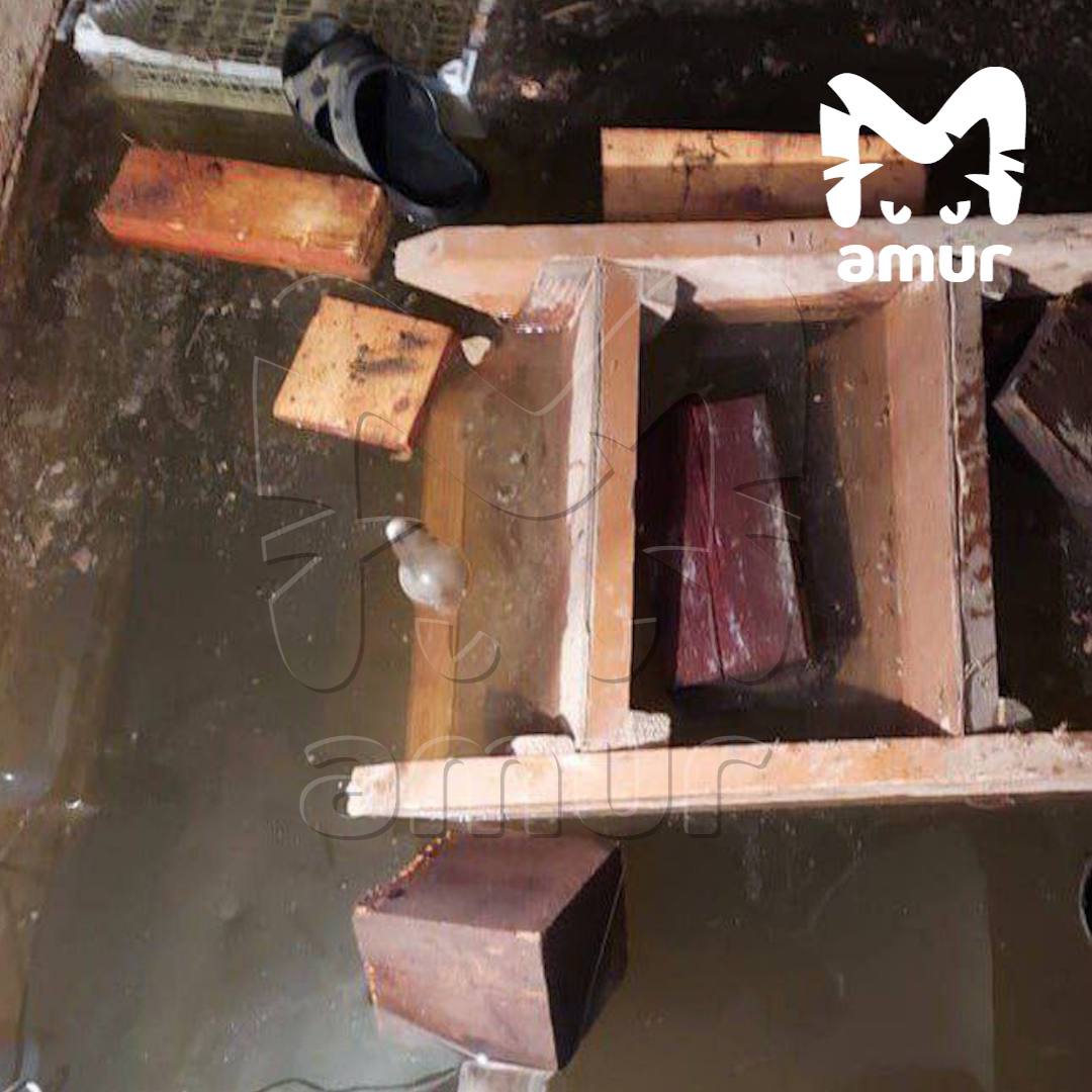 Часть посёлка ушла под воду из-за сильных дождей в Хабаровском крае.  Реки вышли из берегов в Комсомольском районе: в выходные поток снёс мост возле Снежного, ведущий к населённым пунктам. В Уктуре повреждена теплотрасса — её опоры смыло, и теперь она висит над бурным течением.  Сегодня вода добралась до посёлка Гурское — там затоплены участки и дороги  это видно на видео . Также досталось Нанайскому и Верхнебуреинскому районам. Меж тем дожди в регионе не прекращаются.