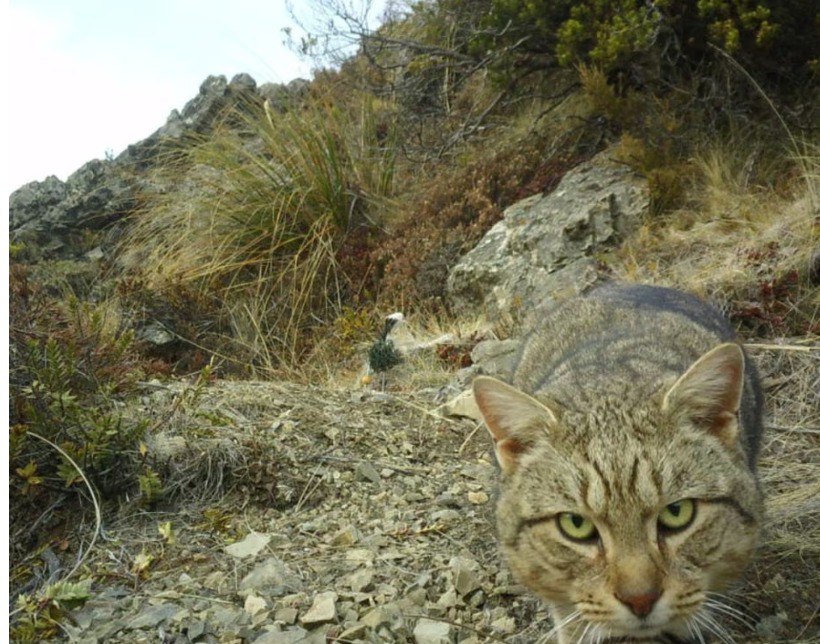 К 2050 году Новая Зеландия уничтожит свыше 2 5 миллионов диких кошек Животные одичали неконтролируемо расплодились и уничтожают местную фауну Об уничтожении кошек заявил местный министр охраны природы Тама Потака Этот вид включили в специальную программу Свободный от хищников 2050 согласно которой с 2016 года власти искусственно регулируют численность опасных хищников Уже сейчас диких кошек ловят и убивают в некоторых регионах страны но детальный план власти обещают обнародовать в марте 2026 года На сегодня в лесах Новой Зеландии бродит более 2 5 миллиона диких кошек Они могут вырастать до метра в длину и весить до 7 килограммов Хищников обвиняют в уничтожении редких видов птиц летучих мышей и другой живности Заявление министра вызвало сопротивление экологического сообщества Однако в департаменте охраны природы сообщили что 90 населения считает контроль за кошками необходим и поддерживают их включение в стратегию При это Новая Зеландия считается страной с одним из самых высоких процентов содержания домашних кошек в мире Фотография Эндрю Джеймс Департамент охраны природы Ресайкл   Подписаться