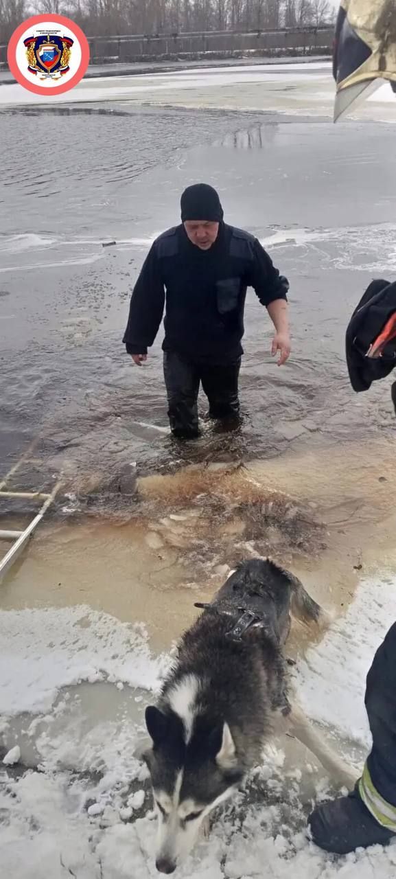 В Бокситогорске спасли хаски, провалившегося под лед  В Бокситогорске спасли собаку, провалившуюся под лед на Павловском озере, рассказали в комитете правопорядка и безопасности Ленобласти.   Хаски по кличке Арчи во время прогулки сбежал от хозяйки на озеро, но ледовое покрытие его не выдержало. Испуганная женщина вызвала спасателей.   На место прибыли сотрудники 116-й пожарной части Бокситогорского отряда ГКУ "Леноблпожспас". На всякий случай с собой взяли лодку, но собака была рядом с берегом и зацепилась за лед передними лапами, поэтому решили эвакуировать  вручную.  Командир отделения пожарной части Роман Украинец вытащил животное из ледяного плена, а начальник караула Артем Нилов и пожарный Артем Степанов удерживали лестницу.  Уже обессилевшего Арчи передали хозяйке. Через пару часов женщина вернулась, чтобы поблагодарить сотрудников, принеся им десерты.    комитет правопорядка и безопасности Ленобласти