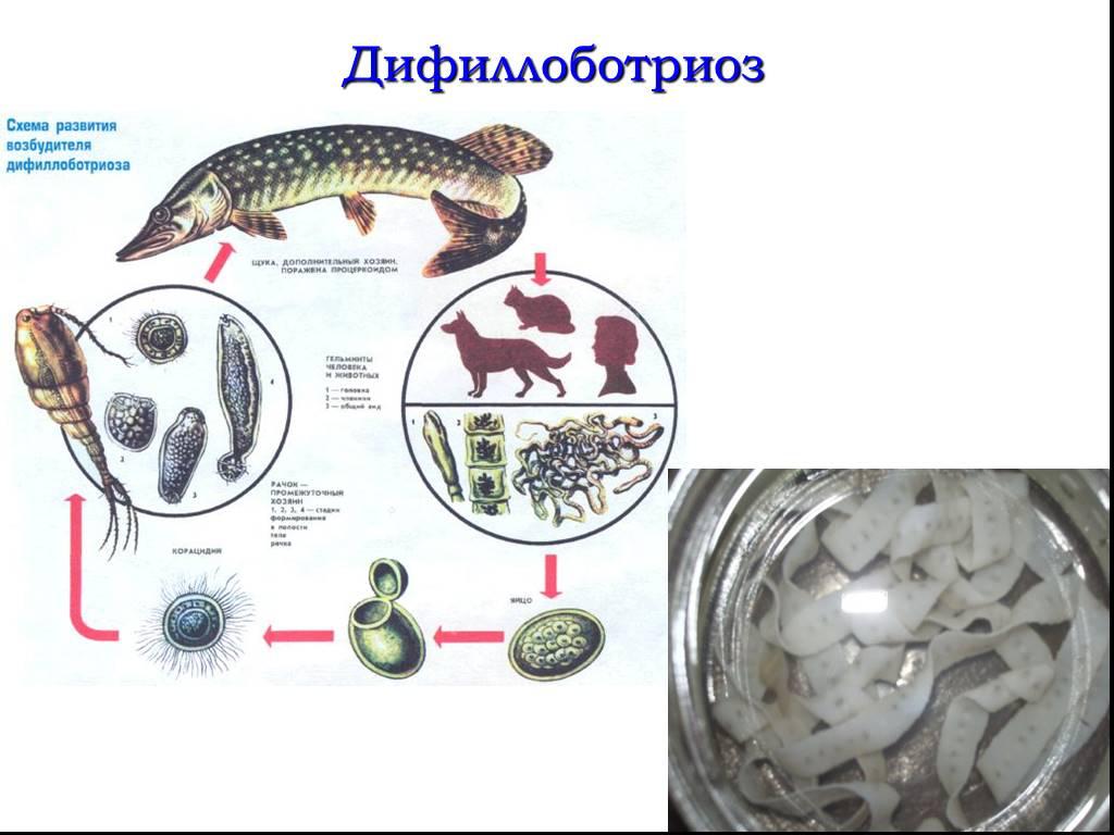 Личинок опасного ленточного червя нашли в корюшке из Финского залива. Заболевание представляет собой гельминтоз, поражающий ЖКТ человека и способный вызывать тяжёлые последствия при отсутствии своевременного лечения. Это заболевание сложно диагностируется и лечится. Горожанам советуют покупать корюшку лишь у продавцов с ветеринарными документами. Эй, Питер!