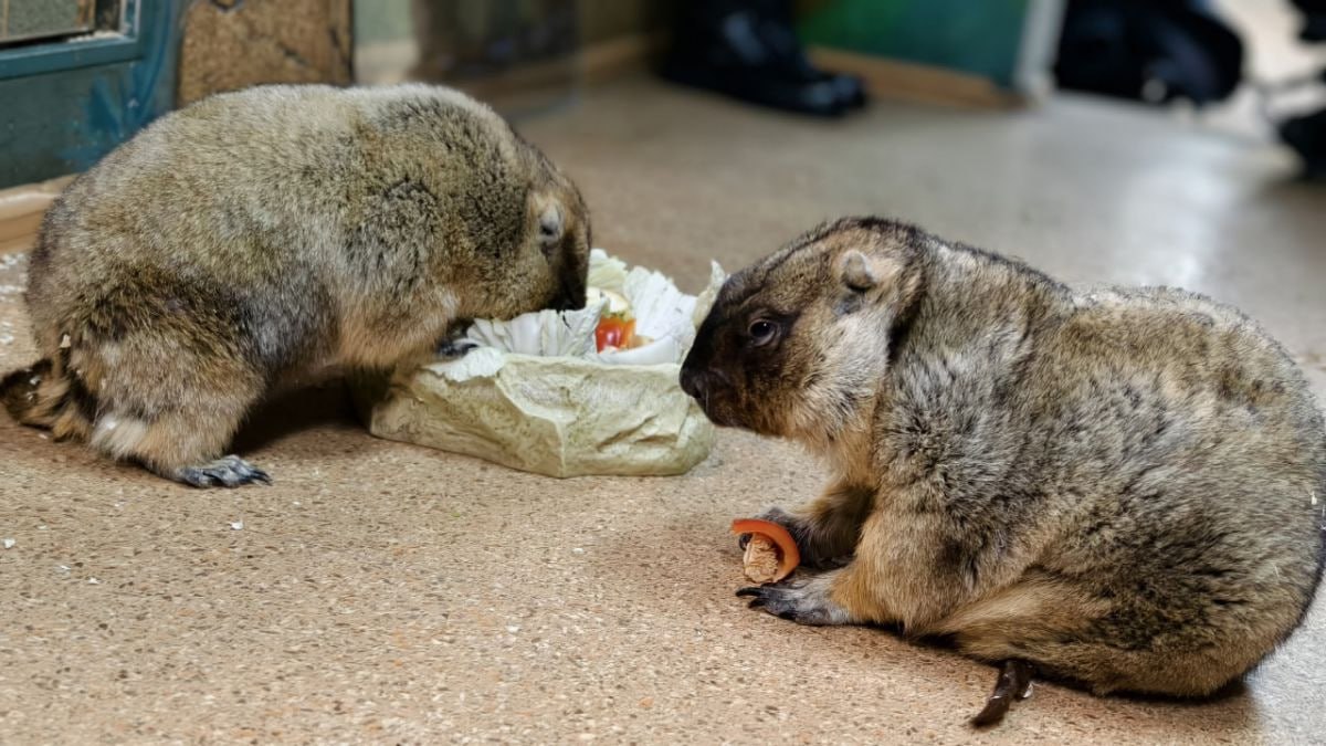 Сурки тульского экзотариума предсказали скорый приход весны Но зима все равно даст о себе знать пару раз рассказали в самом экзотическом музее Тульской области 2 февраля отмечается День сурка когда грызуны просыпаются и по их поведению можно предсказать какой будет весна Наблюдают за животными в разных странах В регионе прогноз вот уже шестой год подряд дают пушистые обитатели экзотариума Тульские байбаки по словам сотрудников музея не просыпаются и не видят собственную тень Они просто не впадают в спячку так как в экзотариуме тепло и всегда есть пища В холодную погоду грызуны могут спать до нескольких дней подряд плохо едят и не показываются посетителям Специалисты придумали свою методику наблюдения за байбаками Они открывают вольер накладывают в миску вкусняшки и следят за обитателями Наташей и Сережей В этом году мнения байбаков не сошлись Наташа выбежала из клетки и сразу набросилась на корм Это означает что весна придет скоро А Сережа вышел из вольера но вернулся обратно И присоединился к Наташе только через некоторое время Как отмечают сотрудники экзотариума весна придёт рано но мороз и снег ее несколько подпортит Тульский экзотариум 1 2 Подпишись на новости Мы в MАХ