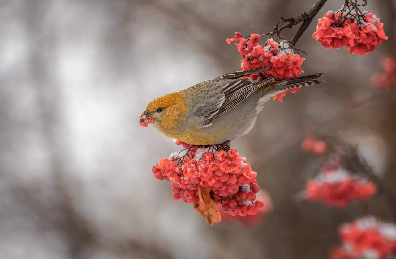 В Дендрологическом саду имени Г И Гензе появились необычные птицы специалисты Управления по охране животного мира заметили редкого щура которого в народе называют финским попугаем Желанная для каждого наблюдателя птица щур которого часто называют финским попугаем Почему финский Потому что его родной дом хвойные леса тайги и лесотундры в том числе в Финляндии и Скандинавии А попугай за яркую как у тропической птицы окраску и крепкий клюв Самцы малиново красные самки нежного жёлто зелёного оттенка Они похожи на клестов но крупнее и массивнее Щуры единственные в своём роде в семействе вьюрковых и специалисты называют их прилет в наш регион настоящим событием Источник фото Управление по охране животного мира Будьте в курсе даже офлайн NGS55 в MAX