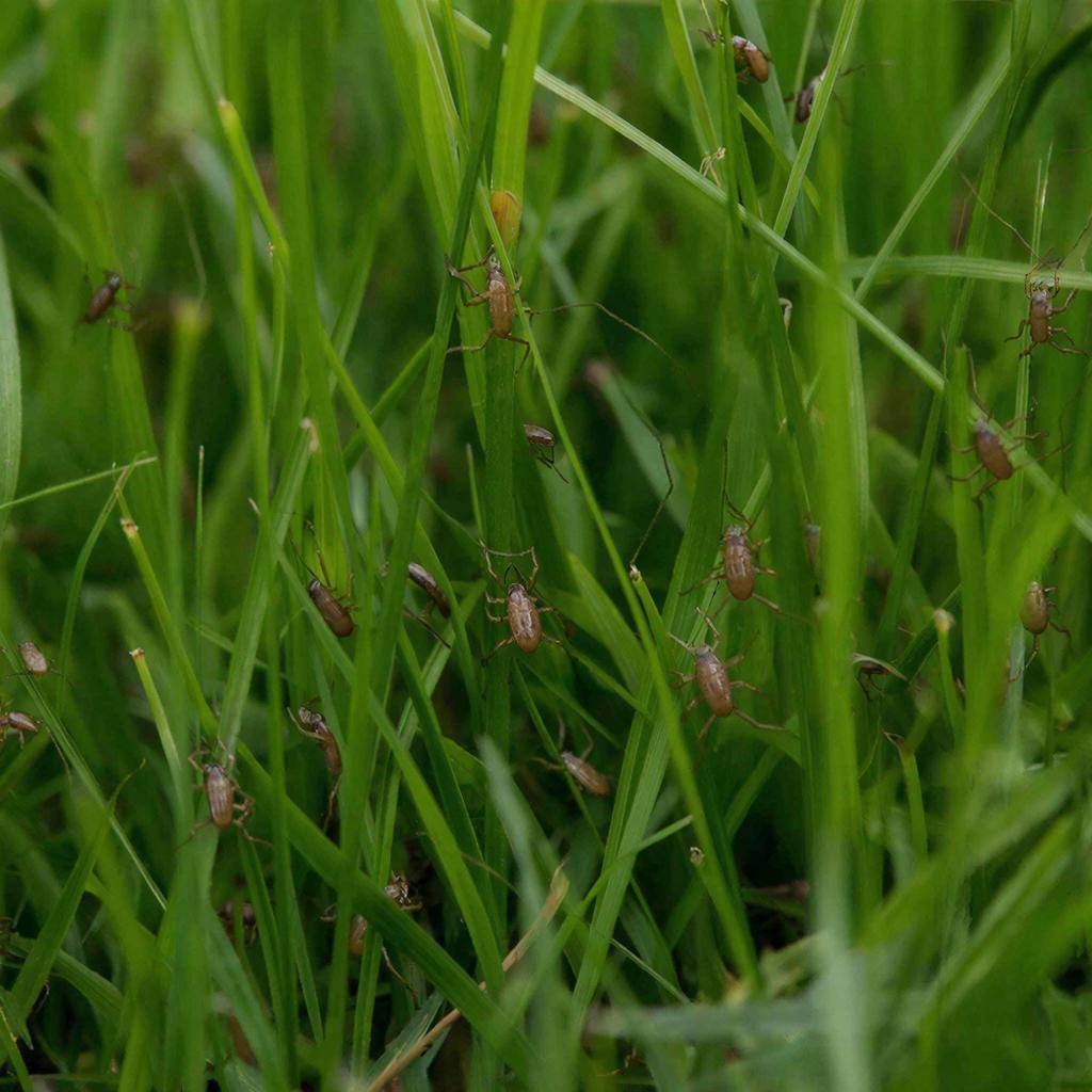 Россиян предупредили о ранней атаке клещей Снежная зима помогла клещам успешно пережить морозы поэтому весной 2026 года их активность может начаться раньше обычного рассказала врио директора Высшей школы живых систем БФУ имени Канта Евгения Калинина в комментарии РИА Новости По ее словам снежный покров защищает иксодовых клещей от вымерзания позволяя им сохраняться на всех стадиях развития При раннем сходе снега клещи могут активизироваться уже в апреле тогда как обычно пик приходится на конец мая июнь Эксперты предупреждают что риск укусов и заражения болезнью Лайма может быть высоким уже в первой половине весны поэтому россиянам рекомендуют заранее использовать репелленты и соблюдать меры предосторожности Астрахань 24 в МАХ