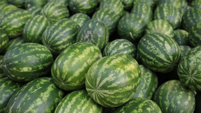 Аграрии Ставрополья начали уборку бахчевых культур. Их выращивают в 11 округах на площади более 500 гектаров.    Первыми к работам приступили Арзгирский, Нефтекумский, Изобильненский и Георгиевский округа, где уже собрали 1,2 тысячи тонн урожая.     Среди популярных сортов – арбузы «Холодок» и «Користан», дыни «Эфиопка» и «Медовка». Эти сорта давно зарекомендовали себя отличными вкусовыми качествами, сочностью и хорошей транспортабельностью.