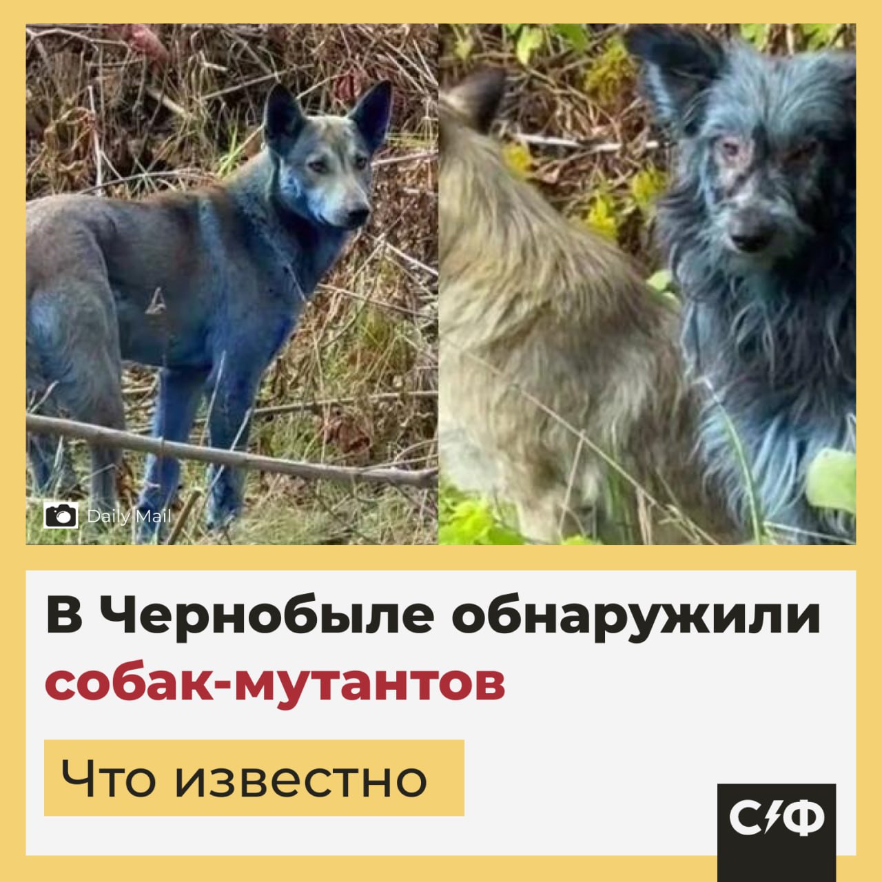 В Чернобыле обнаружили собак мутантов Подробности В Чернобыльской зоне отчуждения заметили собак с синим окрасом шерсти Это первый подобный случай за всё время наблюдений Видео с животными опубликовала волонтёрская организация которая ухаживает за местными псами Они не были синими на прошлой неделе Мы пытаемся поймать их чтобы понять что происходит По словам волонтёров псы остаются активными и здоровыми Вероятно они контактировали с каким то химическим веществом Чернобыльские псы Ранее учёные уже сообщали что чернобыльские собаки генетически адаптировались к радиации В их ДНК нашли признаки устойчивости к тяжёлым металлам фактически отдельную популяцию отличную от других собак Эти животные потомки домашних питомцев которых оставили после эвакуации в 1986 году Сбой на ЧАЭС Недавно в зоне отчуждения произошёл скачок напряжения из за которого новый саркофаг безопасности над взорвавшимся реактором остался без электроснабжения Сейчас специалисты восстанавливают подачу энергии угрозы безопасности станции по предварительным данным нет Что сейчас происходит в зоне ЧАЭС Чернобыльская зона отчуждения превратилась в убежище для украинсикх уклонистов от мобилизации После начала боевых действий туда массово потянулись люди пытающиеся скрыться от призыва в армию По данным СМИ в украинском интернете даже появились объявления с помощью в подборе жилья в зоне отчуждения сообщается что туда переселились тысячи молодых украинцев Что случилось с этими собаками Собак жалко но они просто вляпались в какой то реагент Это уже похоже на какую то серьёзную мутацию   Секрет фирмы