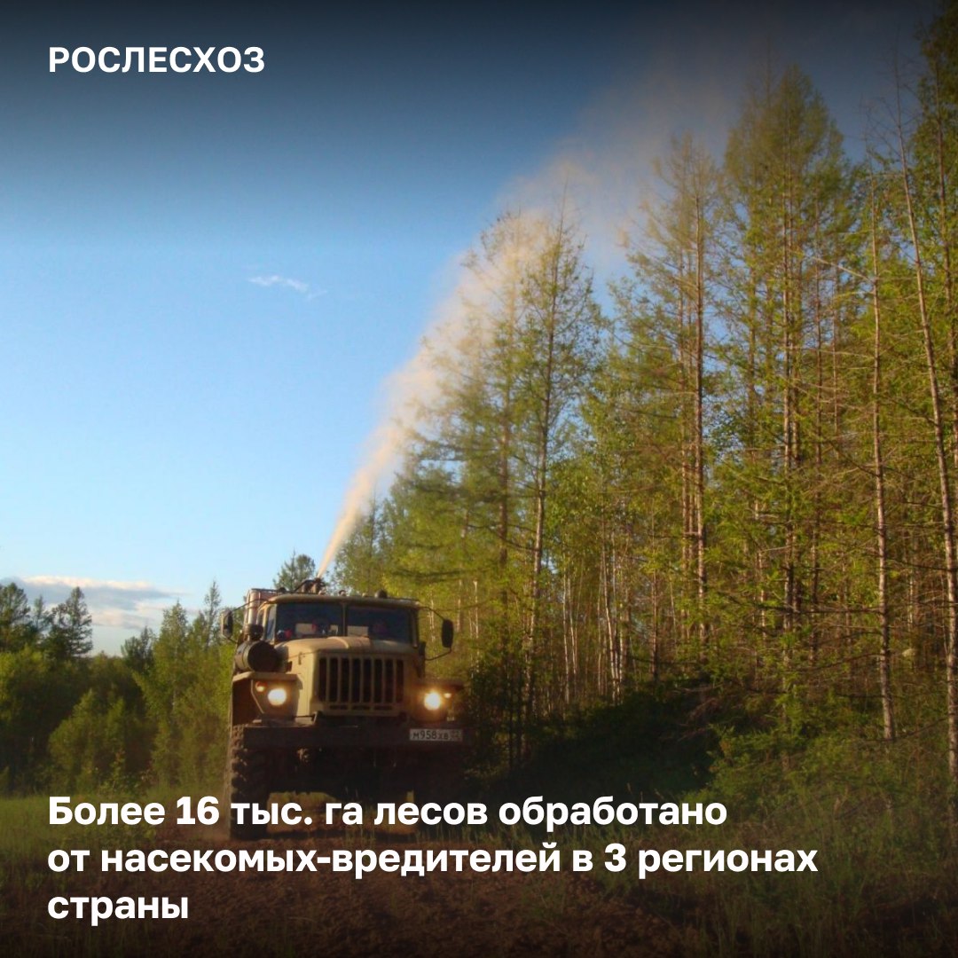 Обработаны леса от насекомых-вредителей в Волгоградской, Оренбургской и Иркутской областях. Всего в 2025 году будет обработано около 130 тыс. га. леса. Мероприятия по ликвидации очагов вредных организмов пройдут в 10 регионах России: - Волгоградской области; - Самарской области; - Оренбургской области; - Курганской области; - Тюменской области; - Иркутской области; - Новосибирской области; - Омской области; - Томской области; - Республике Бурятия. «На сегодняшний день от насекомых-вредителей обработано примерно 16,1 тыс. га, что составляет около 12,4% от запланированного объема мероприятий. Работы уже начаты в Волгоградской, Оренбургской и Иркутской областях, постепенно они пройдут и в других регионах. Проведение таких мероприятий находится на контроле Рослесхоза, мы проверили, есть ли у регионов приказы о создании комиссии по оценке проведения контрольных обследований очагов вредных организмов, а также планы по выполнению работ и соблюдению сроков», - отметила начальник Управления воспроизводства и защиты лесов Рослесхоза Елена Бусыгина. Среди наиболее распространенных вредных организмов - пилильщик-ткач звездчатый, красноголовый и рыжий, непарный шелкопряд, сибирский шелкопряд и хвойная волнянка.