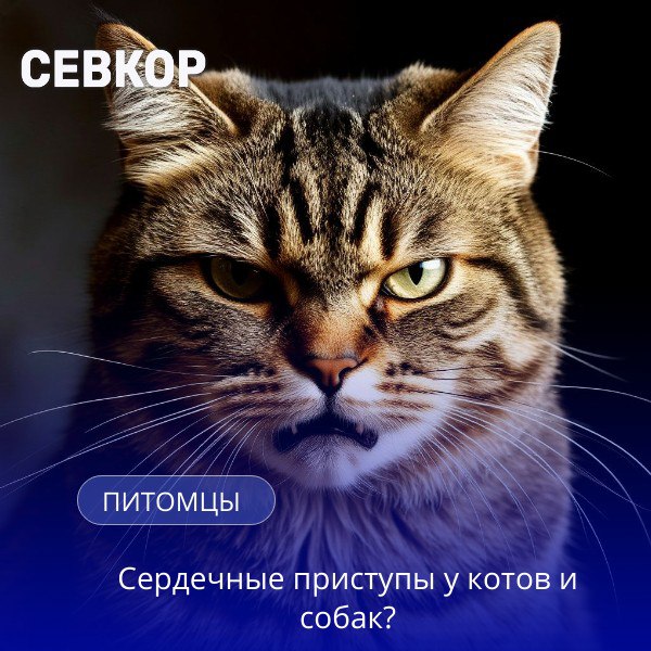 У кошек и собак начались массовые сердечные приступы из за истерик хозяев удалёнщиков Многие россияне сильно стрессуют из за работы и созвонов и питомцы перенимают их состояние Эксперты отмечают рост кардиозаболеваний у мейнкунов рэгдоллов и британцев а среди собак чаще страдают лабрадоры ретриверы овчарки и доберманы Севкор теперь в MAX Читайте Севкор