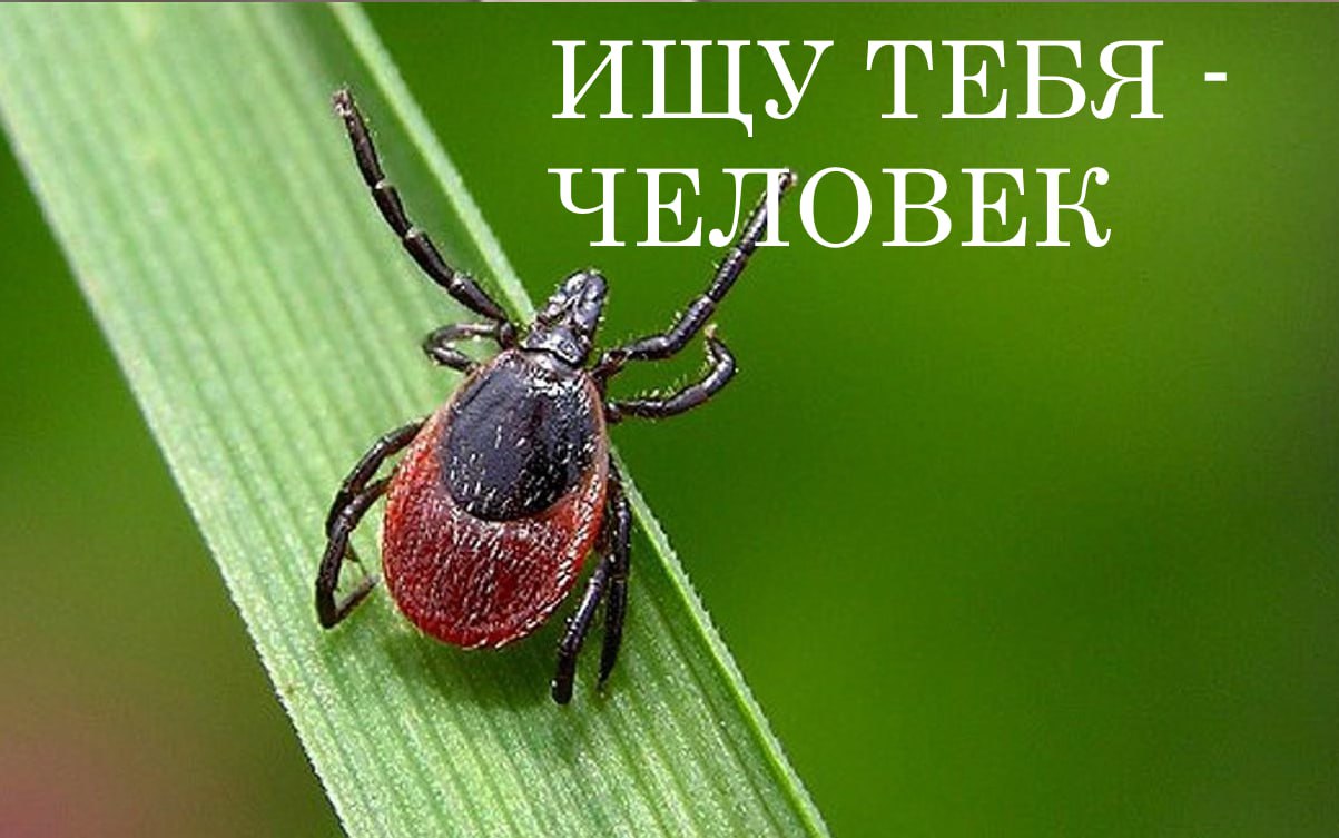 Вампиры-убийцы атаковали уже более 3 тысяч омичей. Это мы про клещей, если кто не понял. Клещи-«энцефалитики» вышли на тропу войны. Представительница Роспотребнадзора в эфире «Вестей» рассказала, что уже 4 омича заразились опасной болезнью — энцефалитом. А еще 4 получили от клещей подарочек в виде острой бактериальной инфекции — боррелиоза. Этим летом 1264 ребенка и почти 2000 взрослых стали жертвами укуса клещей, но все обошлось. Чтобы бороться с заразой, многие предпочитают делать прививки. Около 96 тысяч человек постарались обезопасить себя с помощью инъекции. Также рекомендуется носить плотную одежду и брызгаться спецсредствами, чтобы не насобирать не себя клещей. Написать в редакцию можно здесь.