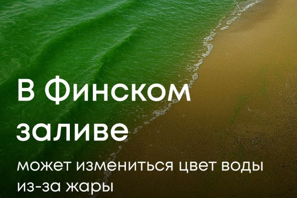 Росприроднадзор рассказал, чем опасны зеленые водоросли в Финском заливе Как сообщает Росприроднадзор по Северо-Западу, температура воды в Финском заливе достигла +21 °C, что привело к активному росту синезеленых водорослей цианобактерий . Из-за них вода может менять цвет, прежде всего у берегов. Темные сгустки отмирающих водорослей даже можно принять за загрязнение нефтепродуктами. Это не только неприятно визуально. Дело в том, что при массовом развитии синезеленые водоросли могут снижать уровень кислорода в воде и вырабатывать токсины. А это опасно для купающихся людей и животных. телеграм-канал Росприроднадзора
