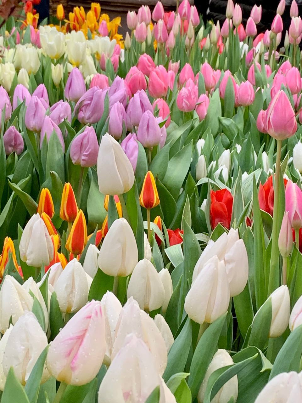 Более 10 тысяч тюльпанов распустились в Аптекарском огороде где началась ежегодная выставка Репетиция весны Там же на два месяца раньше природного срока распустились нарциссы гиацинты крокусы сирень и другие цветы