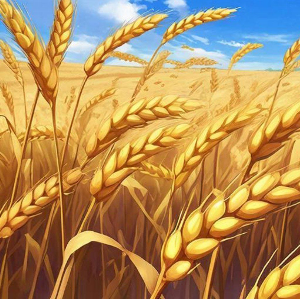 Миллиард на сельское хозяйство направлен в Приморье из федеральной казны Миллиард из федеральной казны направлен на развитие сельского хозяйства в Приморье а региональный бюджет прибыли к этой сумме ещё 3 миллиарда рублей С такой финансовой поддержкой аграрии Приморья смогут сделать всё необходимое для продовольственной безопасности Заместитель Председателя Правительства Приморского края Кирилл Хижинский рассказал что всего за 9 месяцев года регион нарастил производство так что уже в ближайшем будущем обеспечит себя мясом яйцом и молочными продуктами Рекордной была и посевная 2025 года