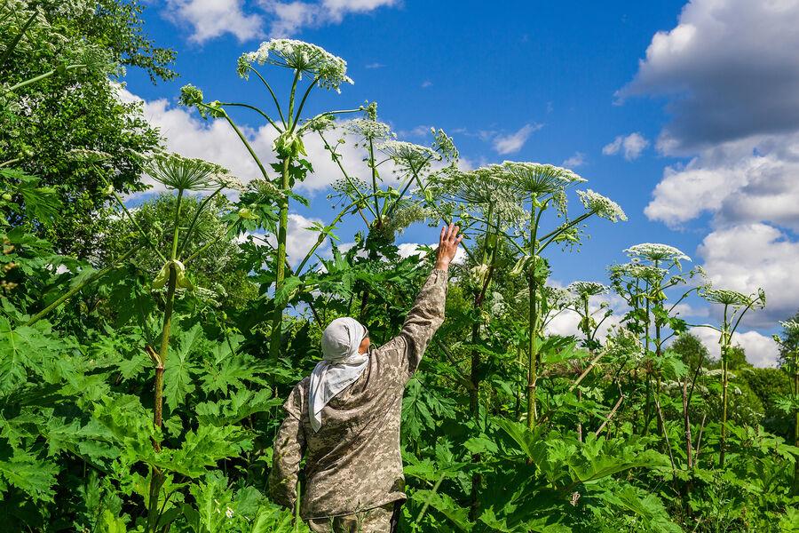 В России вводят штрафы до 1 миллиона рублей за борщевик Сосновского на участке  Этот ядовитый сорняк быстро распространяется и опасен - его сок вызывает сильные ожоги, может привести к слепоте и даже смерти.   В Подмосковье штрафы для физлиц составят от 2 до 5 тысяч рублей, для должностных лиц - до 50 тысяч, для компаний - до миллиона рублей. Владельцев участков обязали бороться с борщевиком.
