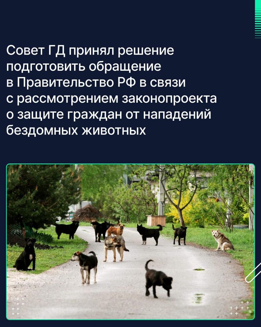 Совет ГД принял решение подготовить обращение в Правительство РФ в связи с рассмотрением законопроекта о защите граждан от нападений бездомных животных  Соответствующее поручение дано профильному Комитету по экологии, природным ресурсам и охране окружающей среды.  Председатель ГД Вячеслав Володин пояснил, что «необходимо понимать позицию правительства, которой у нас сейчас нет, какие решения предлагают профильные министерства».  Постановление об обращении планируется рассмотреть на пленарном заседании 18 марта.   «Фактически каждый день появляются новости о пострадавших в результате нападения собак, в том числе немало смертельных случаев. Дети получают увечья на всю жизнь. А у нас пять лет не исполняются поручения президента», — подчеркнул спикер Госдумы.   Соответствующие поручения Президента РФ, связанные с урегулированием вопросов обращения с животными, были даны в 2020 и 2021 годах. Ответственными за исполнение были определены правительство и регионы.