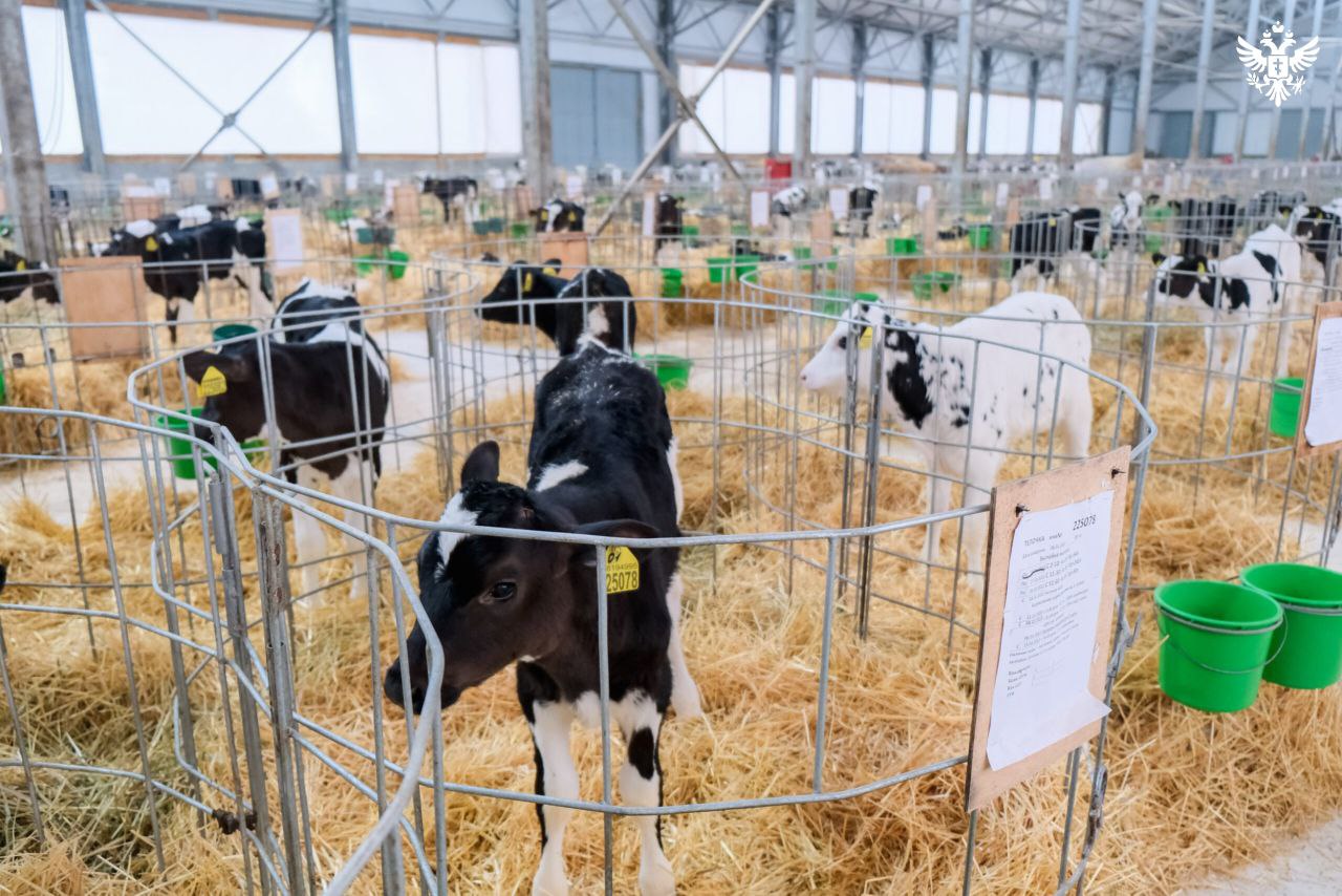 В Херсонской области в 2026 году появятся четыре племенных хозяйства Четыре предприятия в мясном молочном и овцеводческом направлениях планируют создать в Херсонской области К середине 2026 года они должны получить официальный племенной статус Об этом сообщила и о министра агропромышленного комплекса продовольственной политики и рыболовства Алиме Зарединова Я надеюсь что в текущем году ближе к середине года они уже получат племенной статус И здесь у нас будет возможность во первых увеличивать и распространять это племенное поголовье во вторых поддерживать наши племенные хозяйства для того чтобы они увеличивали объемы производства отметила Алиме Зарединова Племенной статус даст хозяйствам доступ к госсубсидиям на возмещение части затрат на содержание племенных животных Также предусмотрены компенсации для тех кто захочет приобретать племенной молодняк как в самой области так и за ее пределами Сайт ВК ОК MAX Администрация Херсонская область VGA Kherson SALDO VGA