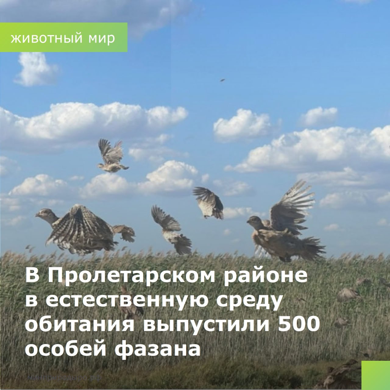 в Пролетарском районе в естественную среду обитания выпустили 500 особей фазана. «Сохранение видового разнообразия Донского края – одно из приоритетных направлений в нашей деятельности, - отметил глава минприроды Ростовской области Михаил Фишкин. - С 2023 года ежегодно в естественную среду обитания на территории региона осуществляется выпуск от 10 до 15 тысяч животных.» В 2024 году в естественную среду было выпущено 12 особей лани, 72 пятнистого оленя, 23 благородных оленя, 7148 уток-крякв и 3000 особей фазана. За истекший период 2025 года охотпользователями области уже выпущено 19 особей европейской лани, 21 пятнистого оленя, 73 благородного оленя, 1640 особей фазана и 8600 особей утки-кряквы. До конца текущего года выпуск животных будет продолжен. #минприродыРО #РостовскаяОбласть #Животный_мир