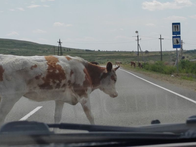 В Бурятии настал животный апокалипсис Совсем недавно дорожно-транспортное происшествие унесло жизнь известного юмориста Валерия Гуляева. Трагедия произошла в Забайкалье. Напомним, ночью на дорогу внезапно выбежали лошади, и водитель врезался в животных, не успев экстренно затормозить. В Бурятии с начала года произошло уже 56 ДТП с участием скота. О том, как власти защищают граждан от блуждающих по трассам буренок и лошадей, а также что делать в случае ДТП с животным, расскажет «Номер один». Подробнее в "Номер один" Сообщить нам свою новость можно по кнопке: Письмо в редакцию