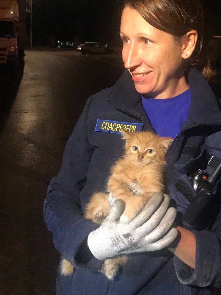 Этого рыжика с человеческим взглядом спасли из под капота на Профсоюзной Когда хозяин машины увидел малыша он сразу решил оставить его себе теперь им обоим зима не страшна Водители проверяйте авто перед поездками Ночи стали холодными поэтому бездомные пушистики часто забираются погреться Подписывайся на М125 Прислать новость