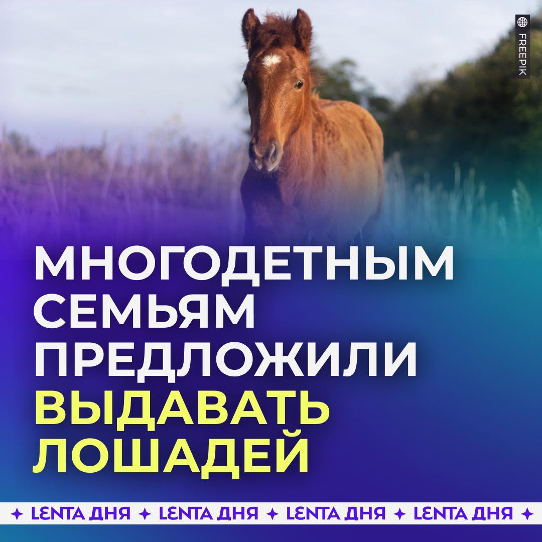 Милонов предложил выдавать многодетным семьям по лошади вместо автомобилей.  Депутат считает, что тратить материнский капитал на автомобиль нельзя: «сегодня машину купили, а завтра поехал — разбился». Покупать на средства господдержки нужно на что-то фундаментальное, например, лошадь.  «Лошадь точно произведена в России, это точно такой же транспорт»  Однако другие депутаты его идею не поддержали, напомнив, что лошадь дорого содержать и кормить. В итоге ни машин, ни лошадей.  Как вам идея?    — отличная мысль, я бы хотел лошадь   — о да, коня мне ещё не хватало!