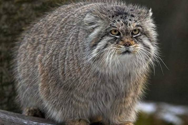 Новая Зеландия планирует истребить одичавших кошек к 2050 году Министр охраны природы Тама Потака включил этих животных в список целевых видов правительственной программы Хищники 2050 Речь идет не про наших дворовых Барсиков а настоящих диких кошек они достигают метра в длину и 7 кг веса По оценкам экспертов более 2 5 млн диких кошек уничтожают уникальную фауну страны veraafanasyeva