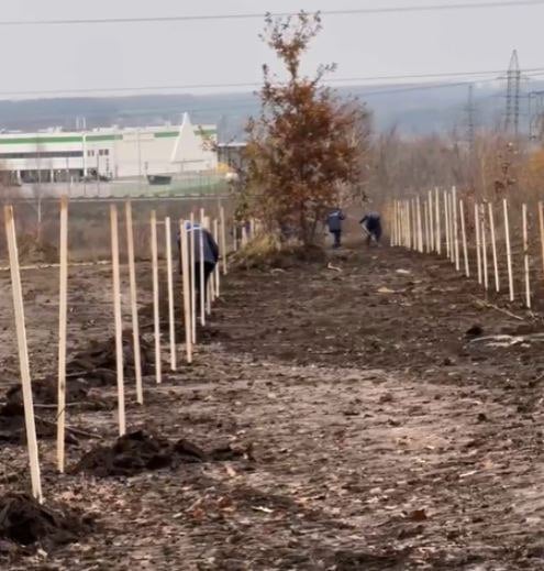 В Орле на улице Орловских партизан высадили 98 деревьев.  Об этом сообщили в администрации Орла.  Было высажено 44 дуба и 54 рябины. Работала бригада «Спецавтобазы». Специалисты муниципального предприятия отмечают, что такие работы можно проводить, пока не промерз грунт. Это не вредит деревьям, во время подготовки саженцев к посадке их выкапывали так, чтобы корни были с земляным комом, упаковывали в мешковину. К тому же деревья уже «заснули» на зиму.   В Орле в 2024 году будет высажено 1500 деревьев. Около 500 высадили весной, остальные — осенью. Осенние посадки  идут с начала сентября. В скверах, парках, на улицах создают новые «зеленые зоны» и заменяют погибшие деревья.   скриншот из видео Администрации Орла