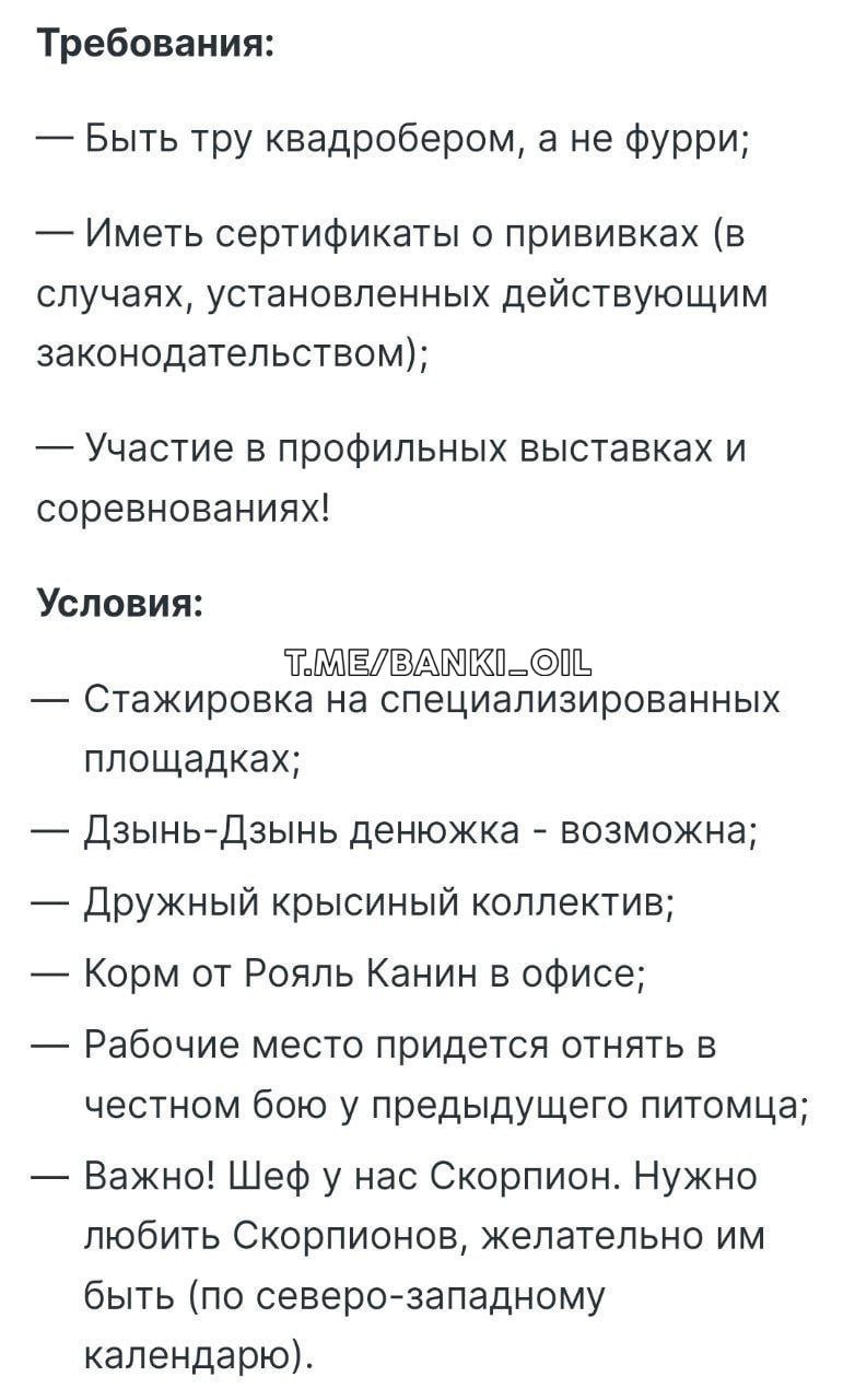 В Москве ищут на работу профессионального квадробера за 77 тысяч рублей в месяц. Сотруднику предстоит проводить события в «крысином коллективе», а также быть готовым наброситься на менеджера за невыполнение плана. Из требований — сертификаты о прививках и знание собачьего и кошачьего языков.