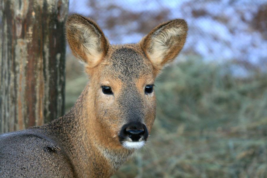 В Амурской области по исковому заявлению природоохранного прокурора с браконьеров взыскан ущерб причинённый животному миру Благовещенской межрайонной природоохранной прокуратурой проведена проверка исполнения законодательства о животном мире Установлено что на территории охотничьих угодий Шимановского района местные жители не имея разрешений на охоту незаконно добыли косулю сибирскую За совершенное правонарушение привлечены к административной ответственности Действиями браконьеров животному миру причинён вред в размере 200 тыс рублей Вопреки требованиям законодательства охотники не возместили ущерб в добровольном порядке С целью взыскания причиненного ущерба природоохранным прокурором направлено исковое заявление Шимановским районным судом исковые требования удовлетворены в полном объеме Исполнение решения суда на контроле природоохранного прокурора abpp proc
