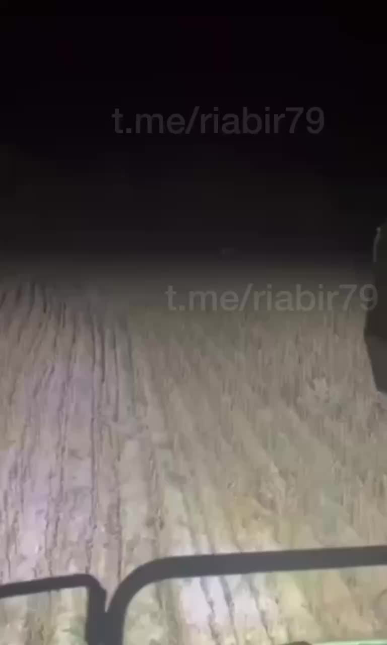Амурский тигр наблюдает за уборкой урожая в Приморье