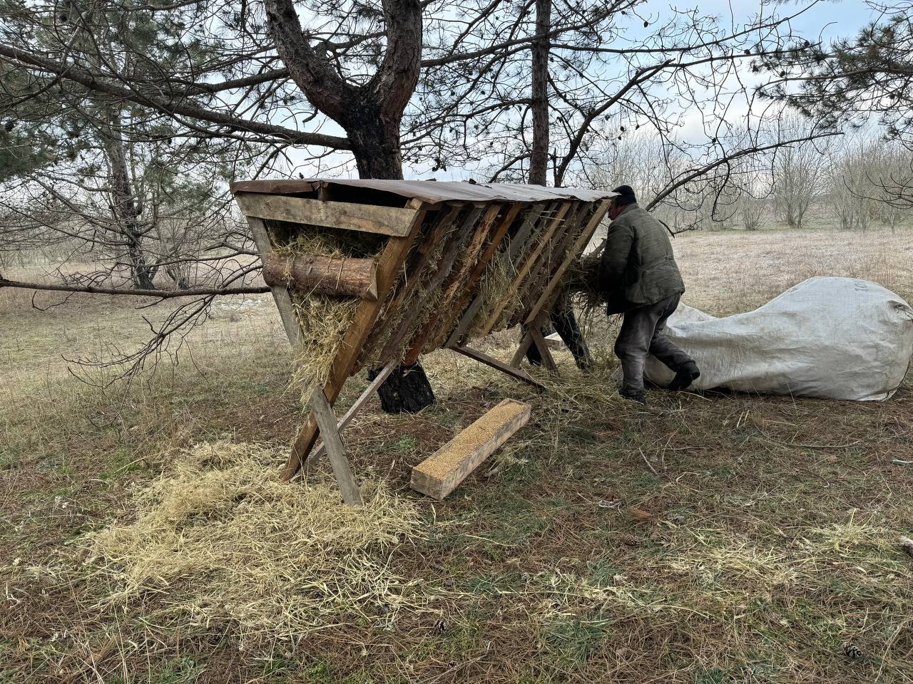 Сотрудники Голопристанского лесоохотничьего хозяйства проводят подкормку диких лесных животных  Для обеспечения животных кормом выкладываются сено, зерно, веточный корм. Подкормка осуществляется на специально оборудованных площадках и кормушках.   "Данные мероприятия способствуют повышению устойчивости популяции диких животных к неблагоприятным факторам окружающей среды и снижают ущерб сельскохозяйственным угодьям", — отметили в Министерстве природных ресурсов и экологии региона.     ПОДПИСАТЬСЯ НА ТАВРИЮ