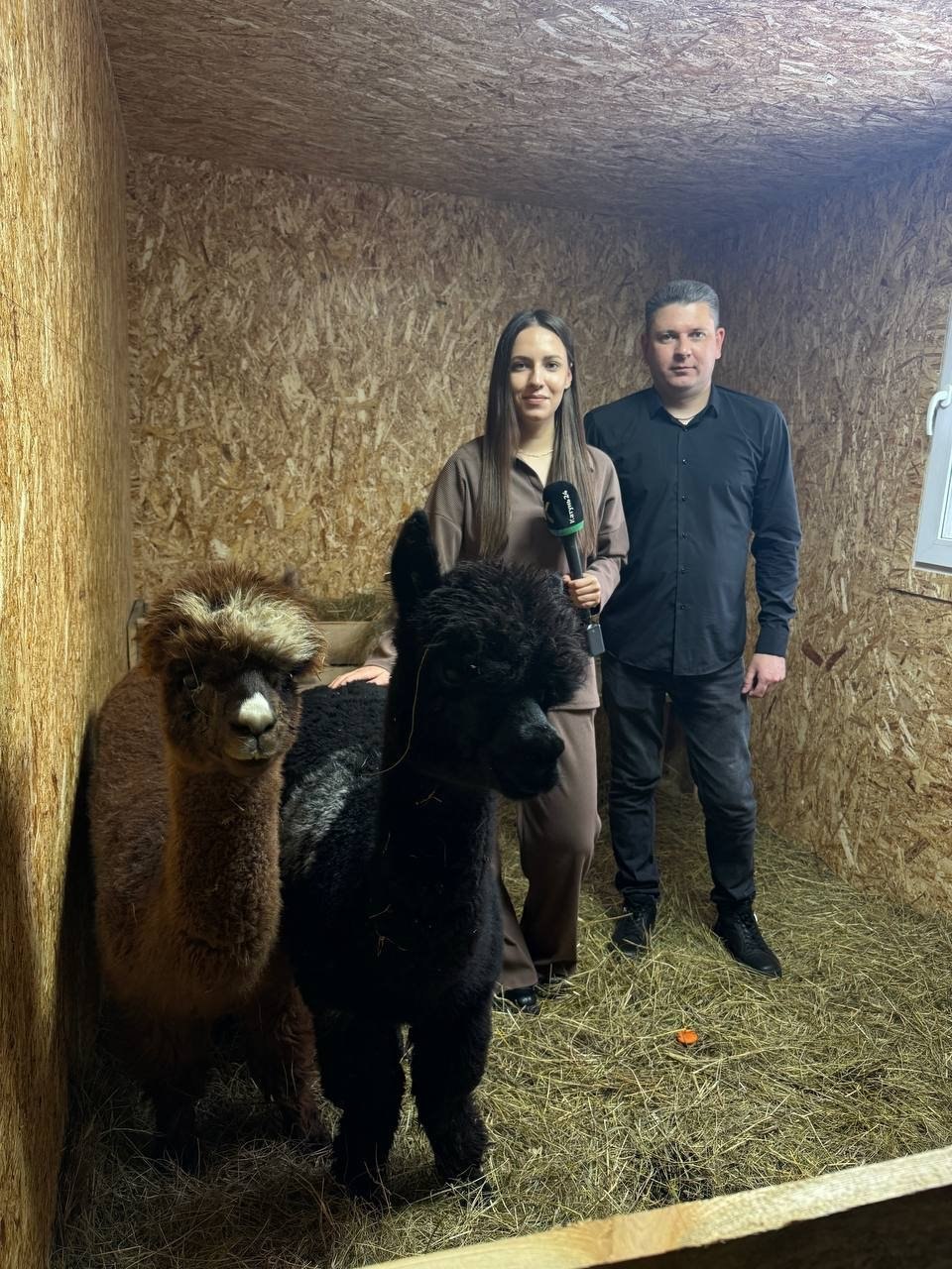 То чувство когда не сговариваясь оделись на съёмку так же как герои сюжета Этой ночью в барнаульский зоопарк приехали альпаки из Чили Дорогу они перенесли отлично Наша съёмочная группа корреспондент Диана Мартынкевич и оператор Сергей Меньшиков уже познакомилась с новыми обитателями Лесной сказки Не пропустите материал в выпусках новостей