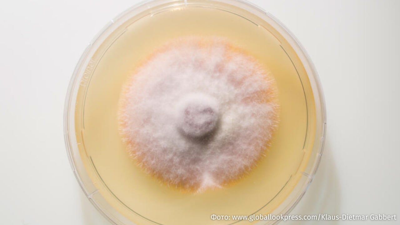 Новый штамм грибковой инфекции поражающей пах и ягодицы распространяется по Европе Называется он Trichophyton indotineae сообщает издание Daily Star Инфекция поражает паховую область и ягодицы а за последние три года число заболевших выросло примерно на 500 Штамм устойчив к обычным лекарствам и передается через прямой контакт с зараженным например во время интимной близости Среди первичных симптомов кольцевидные пятна на паху или ягодицах Инфекция является тяжелой разновидностью лишая Грибок уже активно передается по территории Британии а также зафиксированы случаи заражения в США Франции и Германии РЕН ТВ в Telegram в MAX